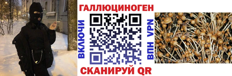 закладки  Черепаново  darknet официальный сайт  Псилоцибиновые грибы мицелий 